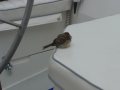 Our first visitor